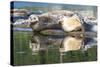 Poulsbo Harbor seals relax on marina floatation, Washington State, USA-Trish Drury-Stretched Canvas