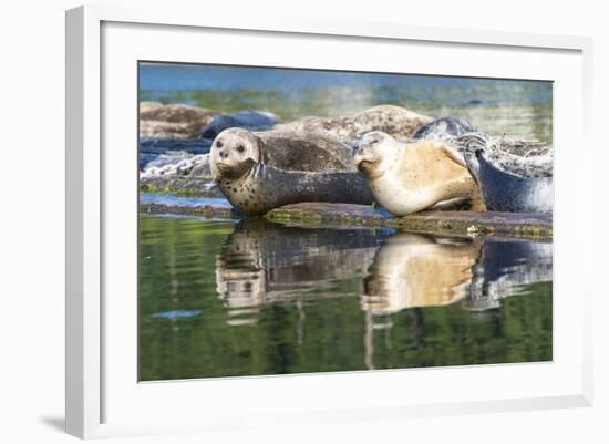 Poulsbo Harbor seals relax on marina floatation, Washington State, USA-Trish Drury-Framed Photographic Print