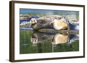 Poulsbo Harbor seals relax on marina floatation, Washington State, USA-Trish Drury-Framed Photographic Print