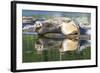 Poulsbo Harbor seals relax on marina floatation, Washington State, USA-Trish Drury-Framed Photographic Print