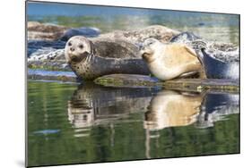 Poulsbo Harbor seals relax on marina floatation, Washington State, USA-Trish Drury-Mounted Photographic Print
