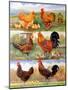 Poultry, 2009-Alex Williams-Mounted Giclee Print