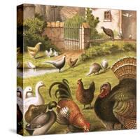 Poultry at a Farm-English-Stretched Canvas