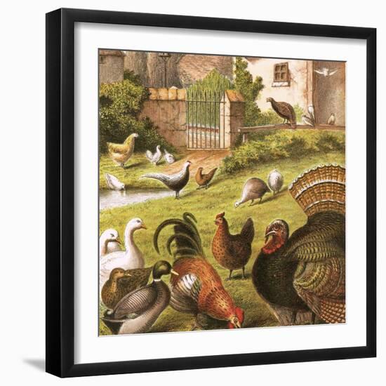 Poultry at a Farm-English-Framed Giclee Print