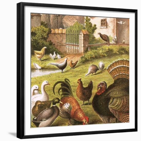 Poultry at a Farm-English-Framed Giclee Print