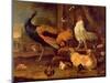 Poultry, c.1670-Melchior de Hondecoeter-Mounted Giclee Print