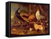 Poultry, c.1670-Melchior de Hondecoeter-Framed Stretched Canvas