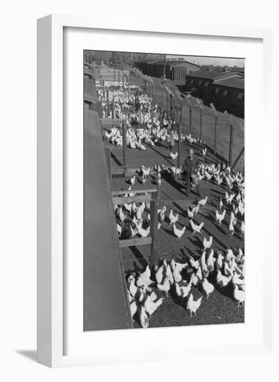 Poultry Farm-Ansel Adams-Framed Art Print