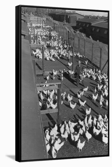 Poultry Farm-Ansel Adams-Framed Stretched Canvas