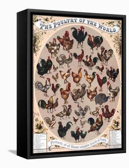 Poultry of the World Poster, 1868-null-Framed Stretched Canvas