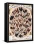 Poultry of the World Poster, 1868-null-Framed Stretched Canvas