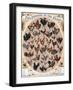 Poultry of the World Poster, 1868-null-Framed Giclee Print