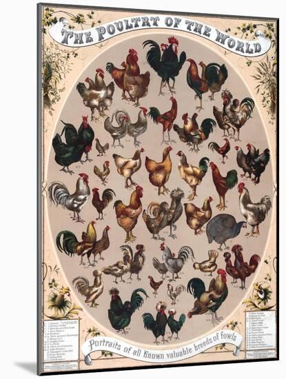 Poultry of the World Poster, 1868-null-Mounted Giclee Print