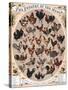 Poultry of the World Poster, 1868-null-Stretched Canvas