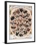 Poultry of the World Poster, 1868-null-Framed Giclee Print