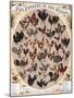 Poultry of the World Poster, 1868-null-Mounted Giclee Print