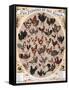 Poultry of the World Poster, 1868-null-Framed Stretched Canvas