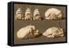 Poultry Ready to Cook-null-Framed Stretched Canvas