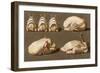 Poultry Ready to Cook-null-Framed Art Print