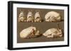 Poultry Ready to Cook-null-Framed Art Print