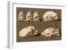 Poultry Ready to Cook-null-Framed Art Print