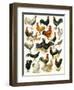 Poultry-English School-Framed Giclee Print