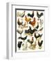 Poultry-English School-Framed Giclee Print