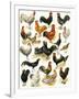 Poultry-English School-Framed Giclee Print