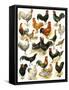 Poultry-English School-Framed Stretched Canvas