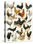 Poultry-English School-Stretched Canvas