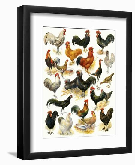 Poultry-English School-Framed Premium Giclee Print