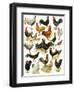 Poultry-English School-Framed Premium Giclee Print