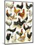 Poultry-English School-Mounted Premium Giclee Print