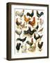 Poultry-English School-Framed Giclee Print