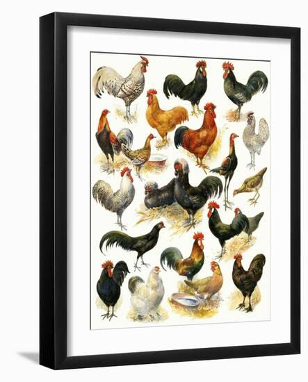 Poultry-English School-Framed Giclee Print