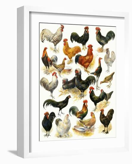 Poultry-English School-Framed Giclee Print