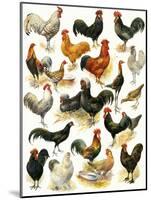Poultry-English School-Mounted Giclee Print