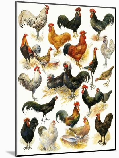 Poultry-English School-Mounted Giclee Print