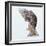 Pouncing !!!!-Alfred Forns-Framed Photographic Print