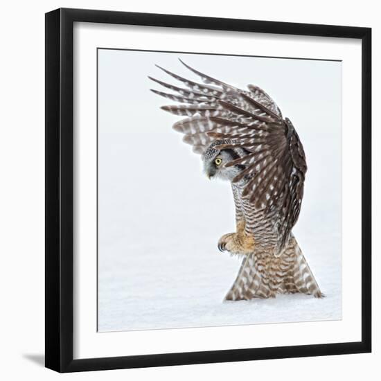 Pouncing !!!!-Alfred Forns-Framed Photographic Print