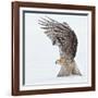 Pouncing !!!!-Alfred Forns-Framed Photographic Print