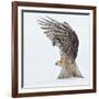 Pouncing !!!!-Alfred Forns-Framed Photographic Print