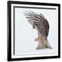Pouncing !!!!-Alfred Forns-Framed Photographic Print