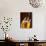 Pouring a Glass of Beer from the Tap-Jan-peter Westermann-Photographic Print displayed on a wall