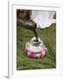 Pouring Coffee During a Coffee Ceremony, Ethiopia, Africa-Gavin Hellier-Framed Photographic Print