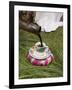 Pouring Coffee During a Coffee Ceremony, Ethiopia, Africa-Gavin Hellier-Framed Photographic Print