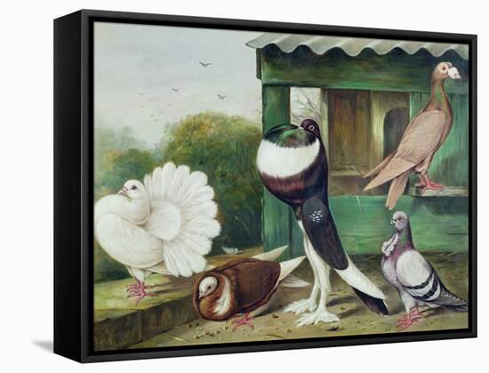 Pouter Pigeons-James E. Bourhill-Framed Stretched Canvas