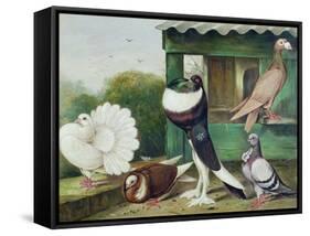 Pouter Pigeons-James E. Bourhill-Framed Stretched Canvas