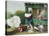 Pouter Pigeons-James E. Bourhill-Stretched Canvas