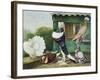 Pouter Pigeons-James E. Bourhill-Framed Giclee Print